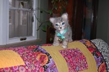 Graybaby Kitten